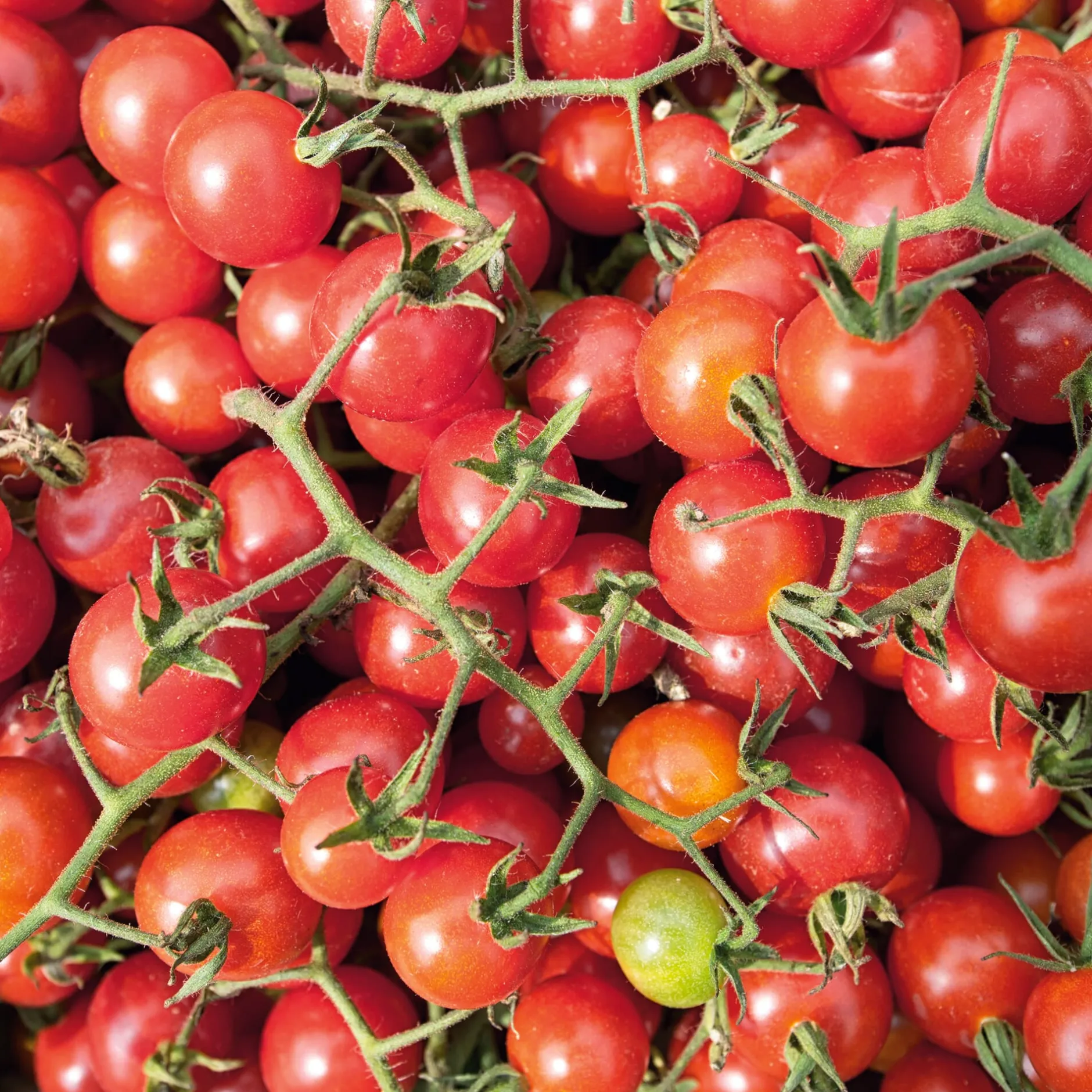 Samenarchiv Gerhard Bohl Gemüsesamen Widerstandsfähige Tomaten No. 2 Clearance