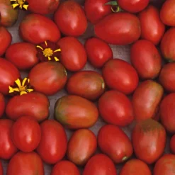 Samenarchiv Gerhard Bohl Gemüsesamen Widerstandsfähige Tomaten No. 1 Discount
