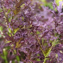 Gartenrot - Anja Walessa Gemüsesamen Wildgemüse Discount