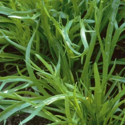 Gartenrot - Anja Walessa Gemüsesamen Wildgemüse Discount