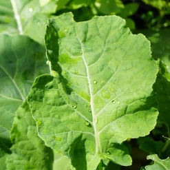 Gartenrot - Anja Walessa Gemüsesamen Wildgemüse Discount