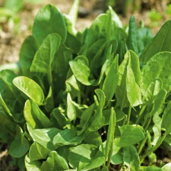 Gartenrot - Anja Walessa Gemüsesamen Wildgemüse Discount