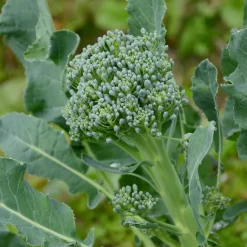 Gartenrot - Anja Walessa Gemüsesamen Wildgemüse Discount
