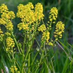 Manufactum Gemüsesamen Winterkräuter Sale