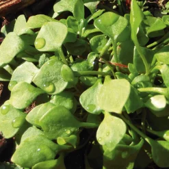 Manufactum Gemüsesamen Winterkräuter Sale