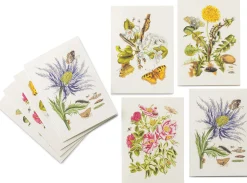 Favoritenpresse Grußkarten Blumenmotive Maria Sibylla Merian Best