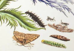 Favoritenpresse Grußkarten Blumenmotive Maria Sibylla Merian Best