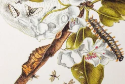 Favoritenpresse Grußkarten Blumenmotive Maria Sibylla Merian Best