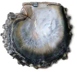 Ménard Halsreif Tahiti-Zuchtperle Anthrazit