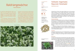 Löwenzahn Verlag Handbuch Samengärtnerei Online