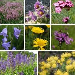 Staudengärtnerei Gaissmayer Heimische Wildstauden Clearance