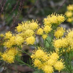 Staudengärtnerei Gaissmayer Heimische Wildstauden Clearance
