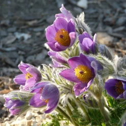 Staudengärtnerei Gaissmayer Heimische Wildstauden Clearance