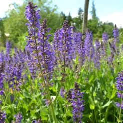 Staudengärtnerei Gaissmayer Heimische Wildstauden Clearance