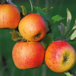 Martin Müller Baumschulen Herbstapfel 'Goldparmäne' Online