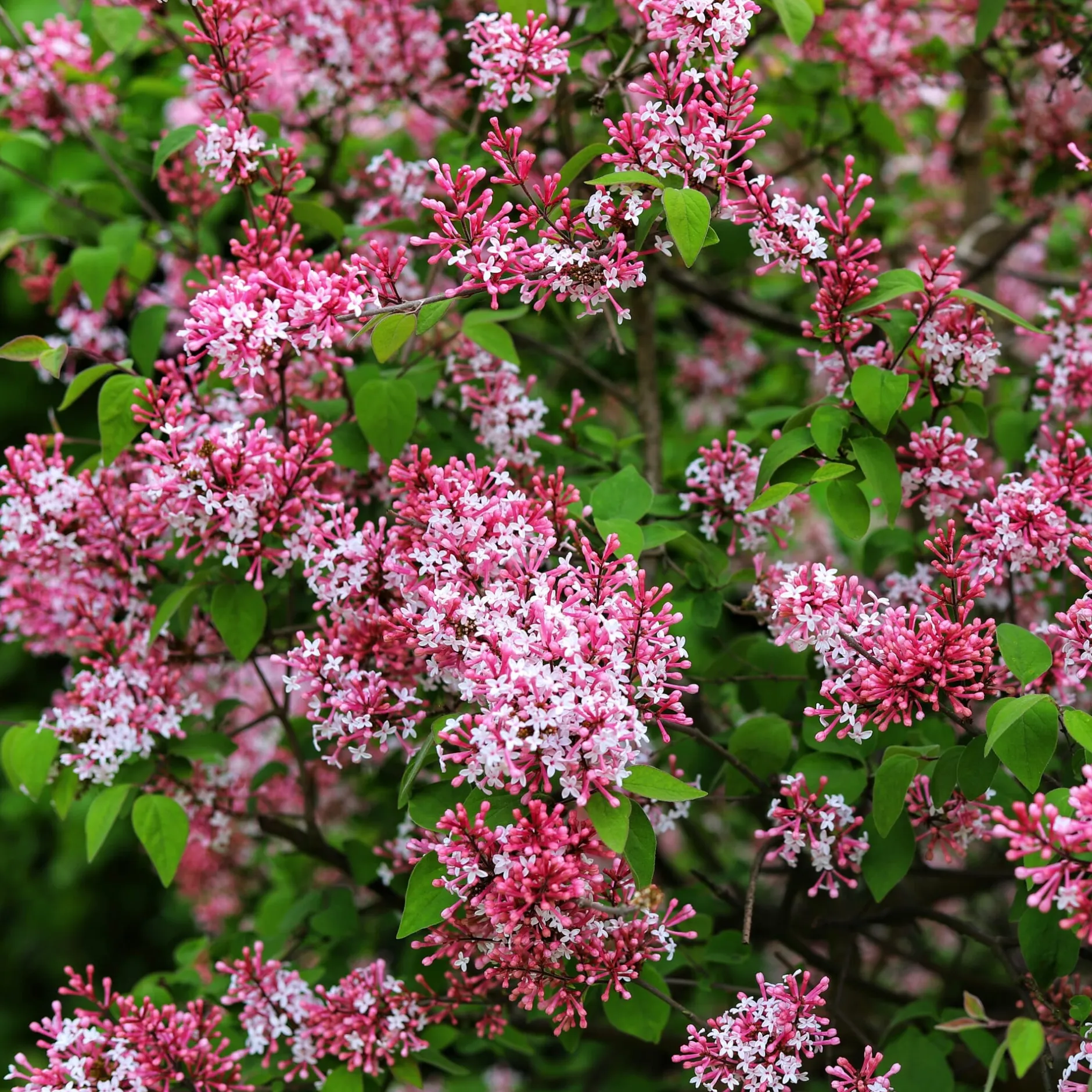 Martin Müller Baumschulen Herbstflieder 'Superba' Sale