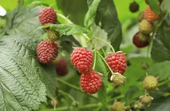 Karl Telfser Himbeer-Fruchtaufstrich aus Südtirol