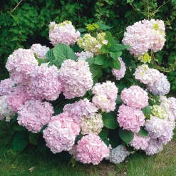 Manufactum Hortensie 'Otaksa ' Outlet