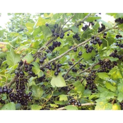 SARL Liqueurs Jean. Baptiste Joannet Joannet Crème de Cassis Online