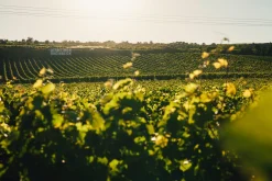 JUWEL Weine Juwel Riesling Best