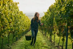 JUWEL Weine Juwel Riesling Best