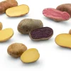 Ellenberg´s Kartoffelvielfalt Kartoffelraritäten neue Sorten 2026 Discount