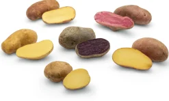 Ellenberg´s Kartoffelvielfalt Kartoffelraritäten neue Sorten 2026 Discount