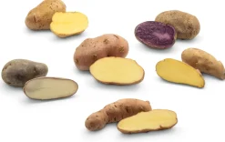 Kartoffelraritäten traditionelle Sorten 2026 Sale