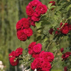 Rosenhof Schultheis Kaskadenrose 'Chevy Chase' Sale