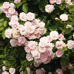 Rosenhof Schultheis Kaskadenrose 'Frau Eva Schubert' Outlet