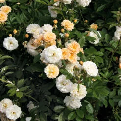 Rosenhof Schultheis Kaskadenrose 'Ghislaine de Féligonde'