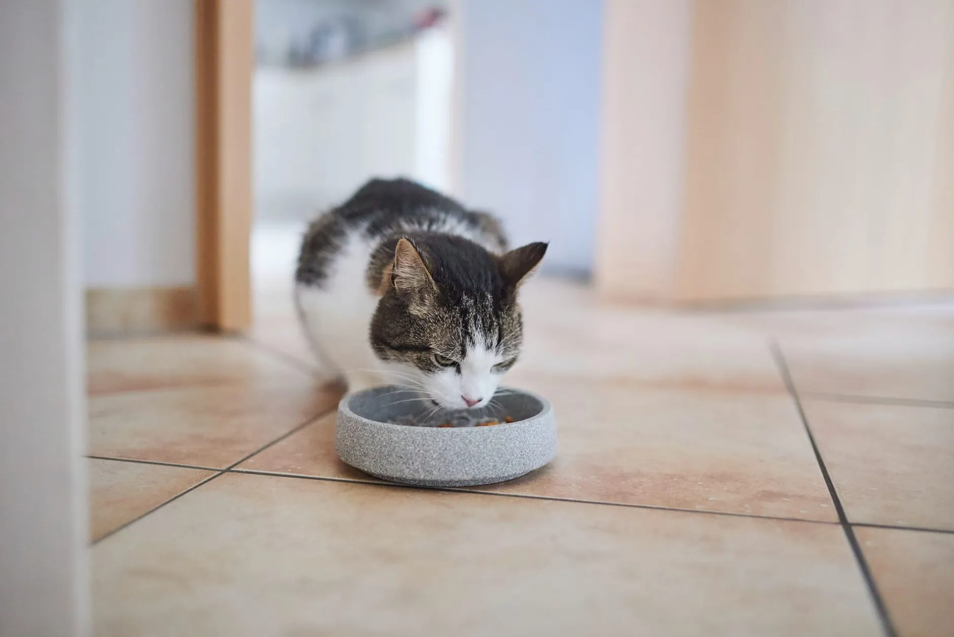 Denk Keramische Werkstätten Katzennapf Granitkeramik Clearance