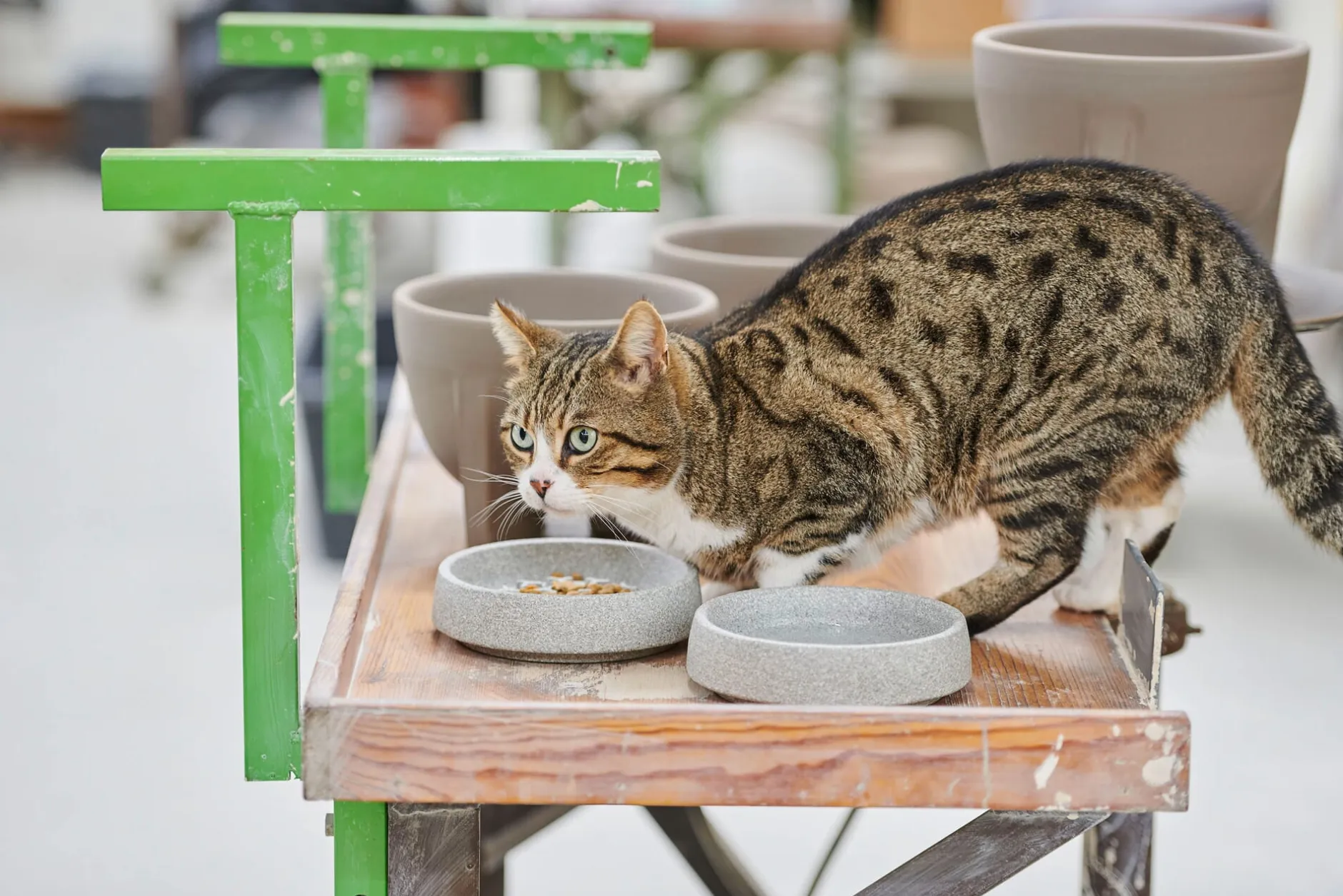 Denk Keramische Werkstätten Katzennapf Granitkeramik Clearance