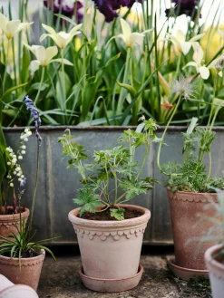 Bergs Potter Københavner Pflanztopf mit Untersetzer