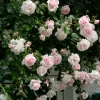 Rosenhof Schultheis Kletterrose 'New Dawn'® Sale