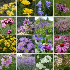 Staudengärtnerei Gaissmayer Kombipaket Heimische Stauden/Stauden für Bienen, Schmetterlinge Online