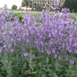 Staudengärtnerei Gaissmayer Kombipaket Klimawandel- und Stauden für Bienen, Schmetterlinge Hot