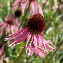 Staudengärtnerei Gaissmayer Kombipaket Klimawandel- und Stauden für Bienen, Schmetterlinge Hot