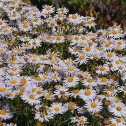 Staudengärtnerei Gaissmayer Kombipaket Klimawandel- und Stauden für Bienen, Schmetterlinge Hot
