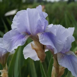 Staudengärtnerei Gaissmayer Kombipaket Klimawandel- und Stauden für Bienen, Schmetterlinge Hot