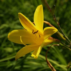 Staudengärtnerei Gaissmayer Kombipaket Klimawandel- und Stauden für Bienen, Schmetterlinge Hot