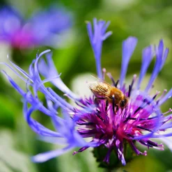 Staudengärtnerei Gaissmayer Kombipaket Klimawandel- und Stauden für Bienen, Schmetterlinge Hot