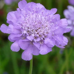 Staudengärtnerei Gaissmayer Kombipaket Klimawandel- und Heimische Stauden Outlet