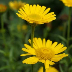 Staudengärtnerei Gaissmayer Kombipaket Klimawandel- und Heimische Stauden Outlet