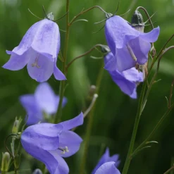 Staudengärtnerei Gaissmayer Kombipaket Klimawandel- und Heimische Stauden Outlet