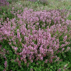 Staudengärtnerei Gaissmayer Kombipaket Klimawandel- und Heimische Stauden Outlet
