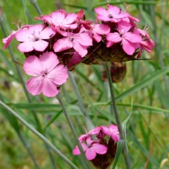 Staudengärtnerei Gaissmayer Kombipaket Klimawandel- und Heimische Stauden Outlet