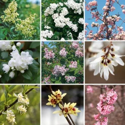 Martin Müller Baumschulen Kombipaket Winterdufter und Hecke Duftgehölze Discount