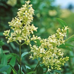 Martin Müller Baumschulen Kombipaket Winterdufter und Hecke Duftgehölze Discount