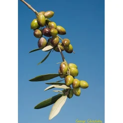 Agia Triada Kretisches Bio-Olivenöl Discount